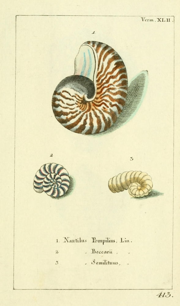 Naturgeschichte des Thierreichs 1780 Shells Nautilus Canvas Art - Daniel Sotzmann (24 x 36)