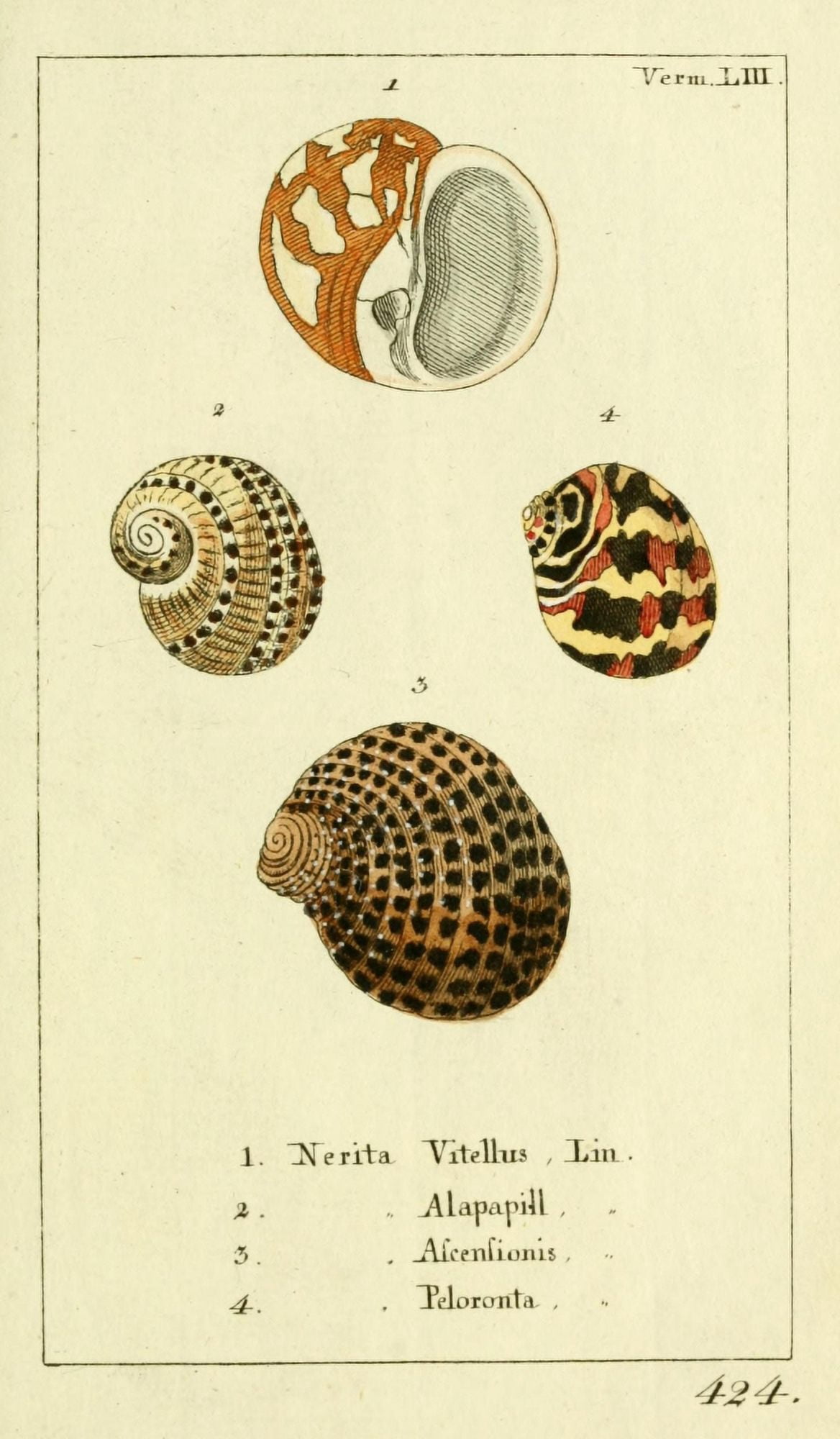 Naturgeschichte des Thierreichs 1780 Shells Nerita Canvas Art - Daniel Sotzmann (18 x 24)
