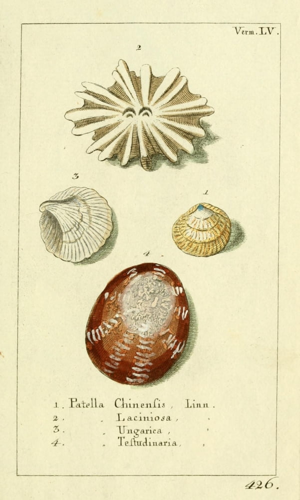 Naturgeschichte des Thierreichs 1780 Shells Patella Canvas Art - Daniel Sotzmann (18 x 24)