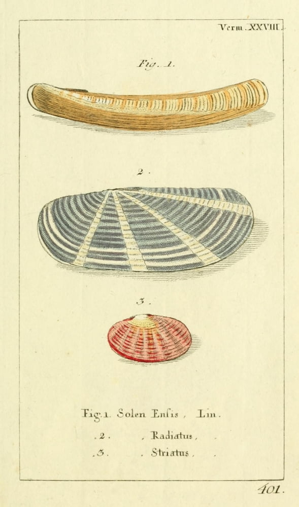 Naturgeschichte des Thierreichs 1780 Shells Solen Canvas Art - Daniel Sotzmann (18 x 24)