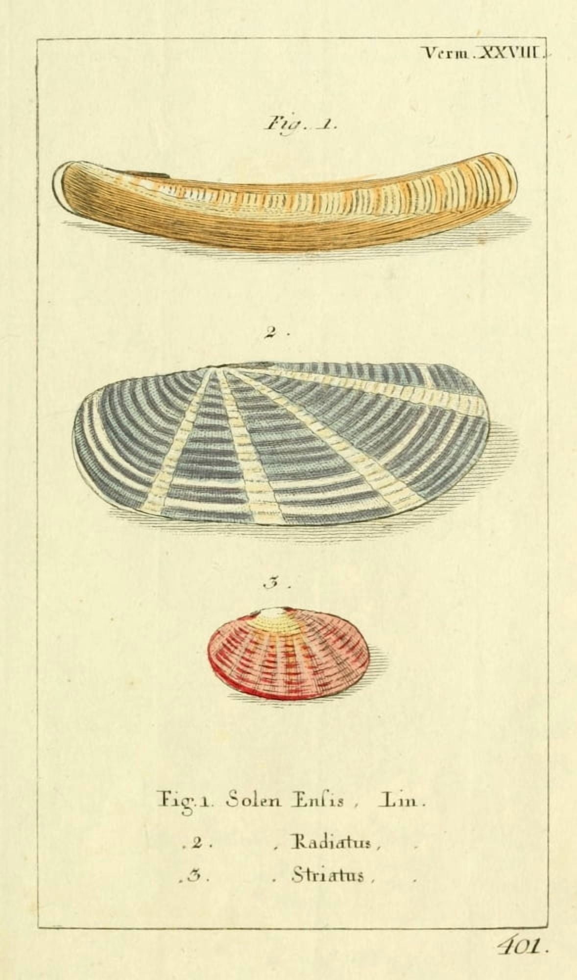 Naturgeschichte des Thierreichs 1780 Shells Solen Canvas Art - Daniel Sotzmann (24 x 36)