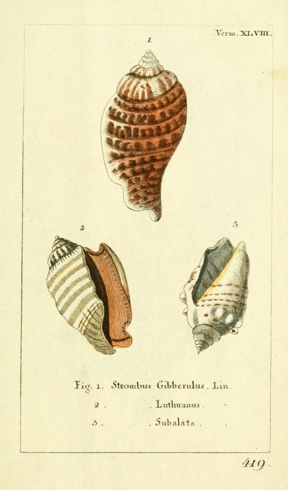Naturgeschichte des Thierreichs 1780 Shells Strombus Canvas Art - Daniel Sotzmann (18 x 24)