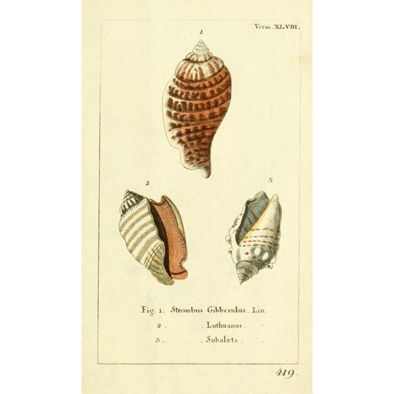 Naturgeschichte des Thierreichs 1780 Shells Strombus Canvas Art - Daniel Sotzmann (18 x 24)