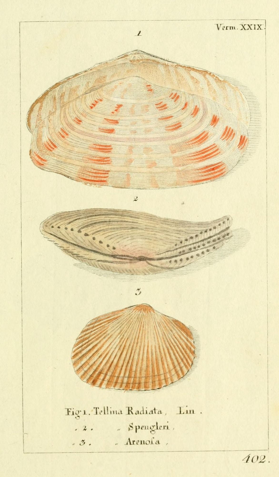 Naturgeschichte des Thierreichs 1780 Shells Tellina Canvas Art - Daniel Sotzmann (24 x 36)