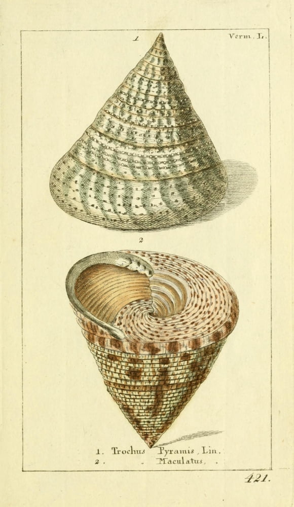 Naturgeschichte des Thierreichs 1780 Shells Trochus Canvas Art - Daniel Sotzmann (24 x 36)