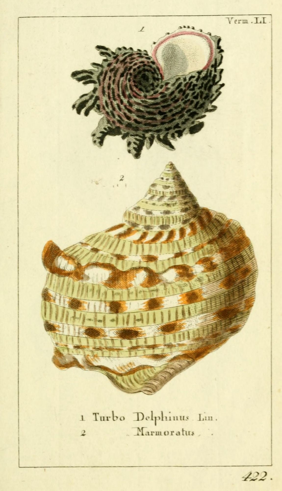 Naturgeschichte des Thierreichs 1780 Shells Turbo Canvas Art - Daniel Sotzmann (24 x 36)