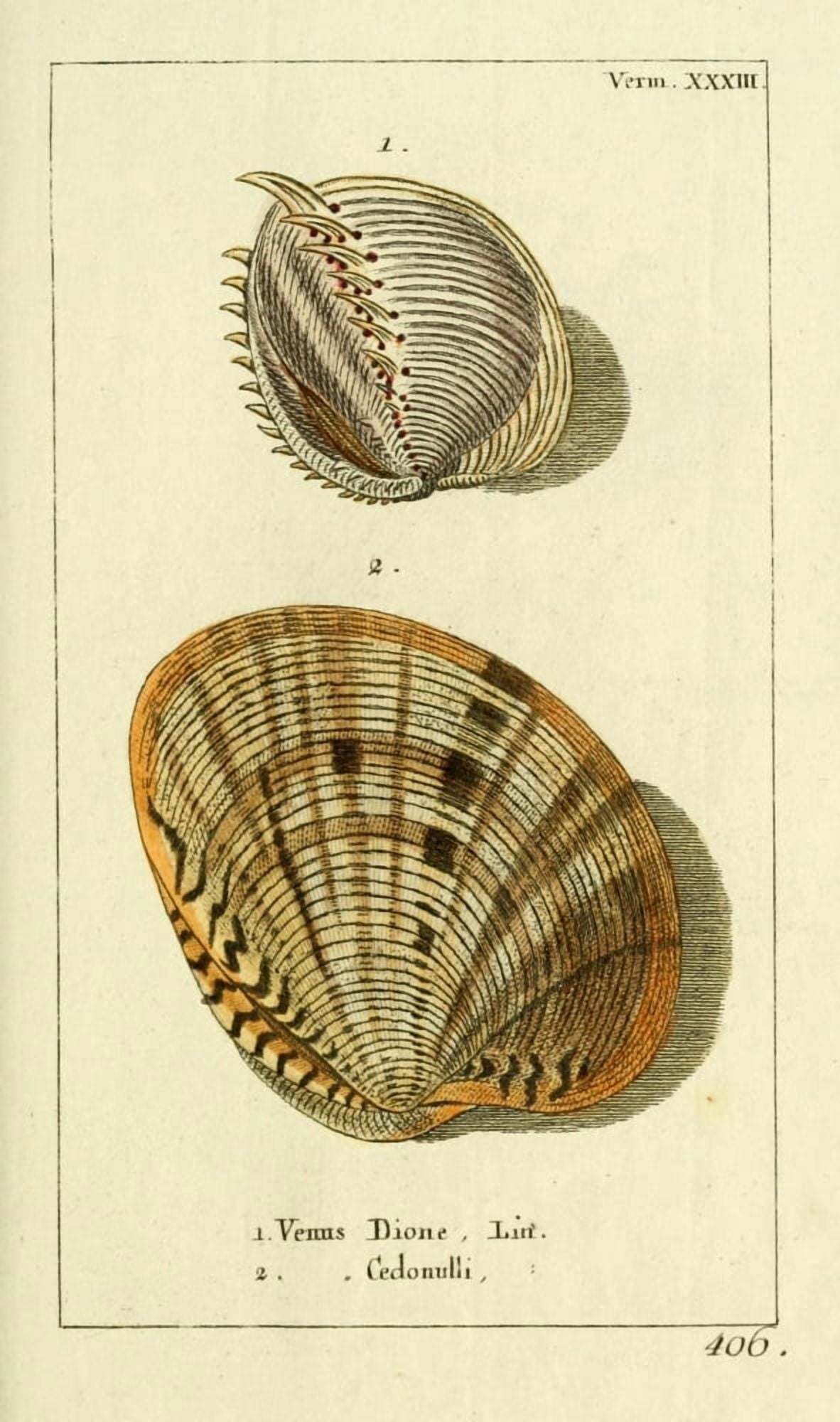 Naturgeschichte des Thierreichs 1780 Shells Venus Canvas Art - Daniel Sotzmann (24 x 36)