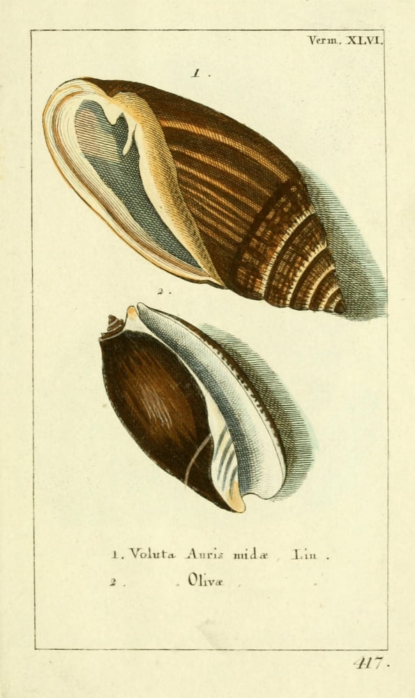 Naturgeschichte des Thierreichs 1780 Shells Voluta Canvas Art - Daniel Sotzmann (18 x 24)