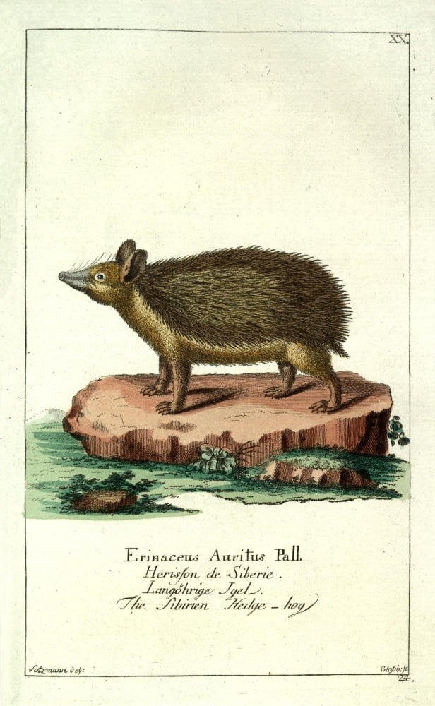 Naturgeschichte des Thierreichs 1780 Siberian Hedgehog Canvas Art - Daniel Sotzmann (24 x 36)