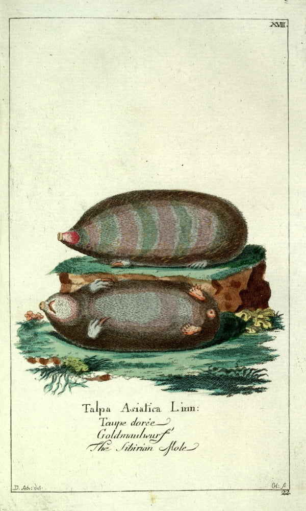 Naturgeschichte des Thierreichs 1780 Siberian Mole Canvas Art - Daniel Sotzmann (18 x 24)