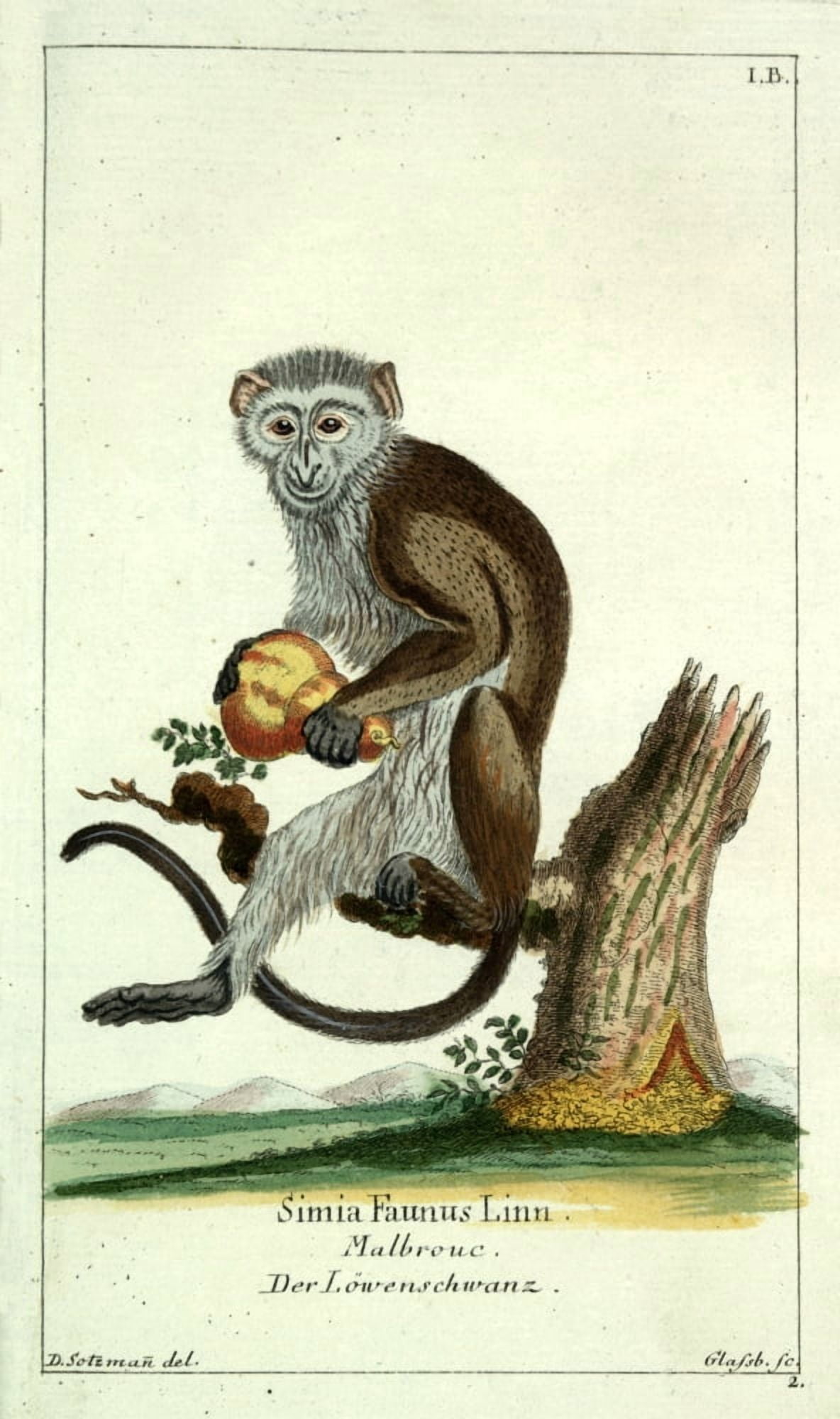 Naturgeschichte des Thierreichs 1780 Simia Faunus Monkey Canvas Art - Daniel Sotzmann (18 x 24)
