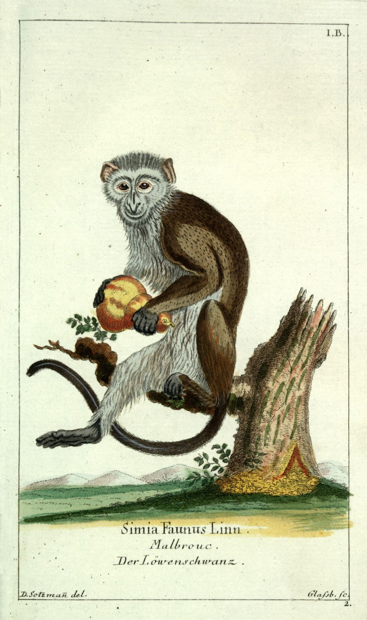 Naturgeschichte des Thierreichs 1780 Simia Faunus Monkey Canvas Art - Daniel Sotzmann (24 x 36)