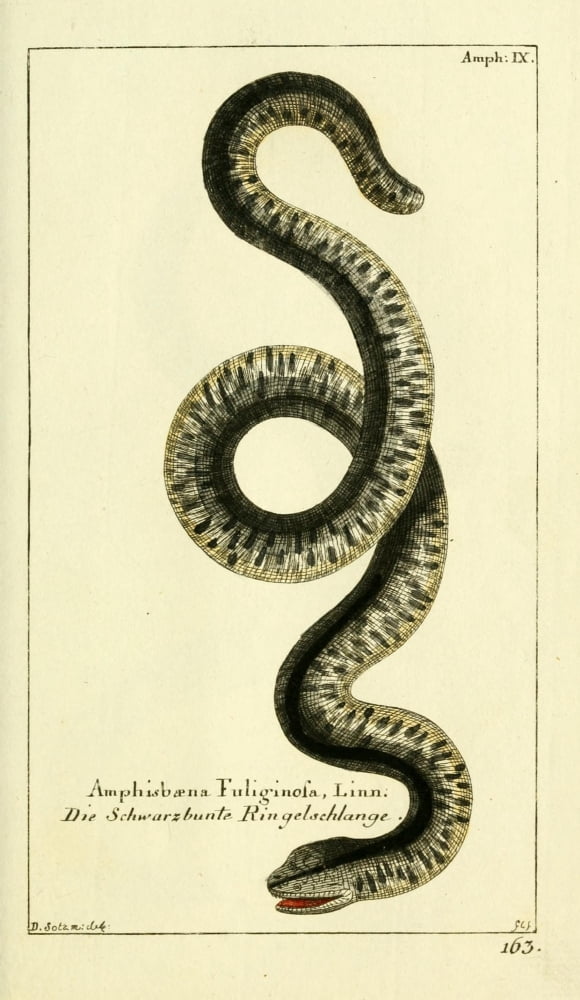 Naturgeschichte des Thierreichs 1780 Speckled Worm-lizard Canvas Art - Daniel Sotzmann (24 x 36)