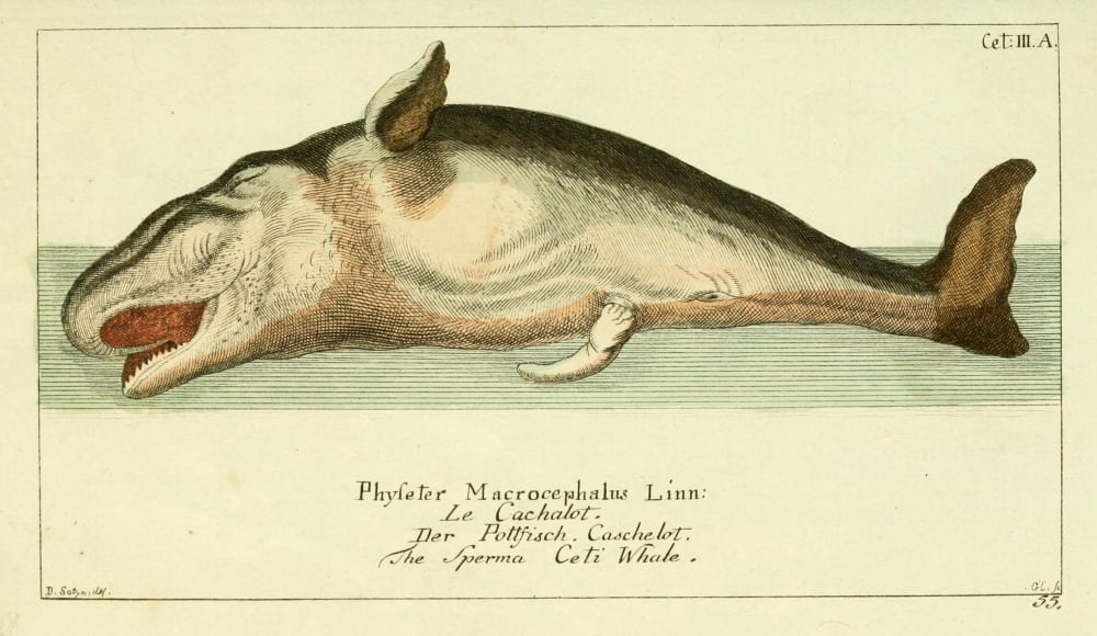 Naturgeschichte des Thierreichs 1780 Sperm Whale Canvas Art - Daniel Sotzmann (24 x 36)