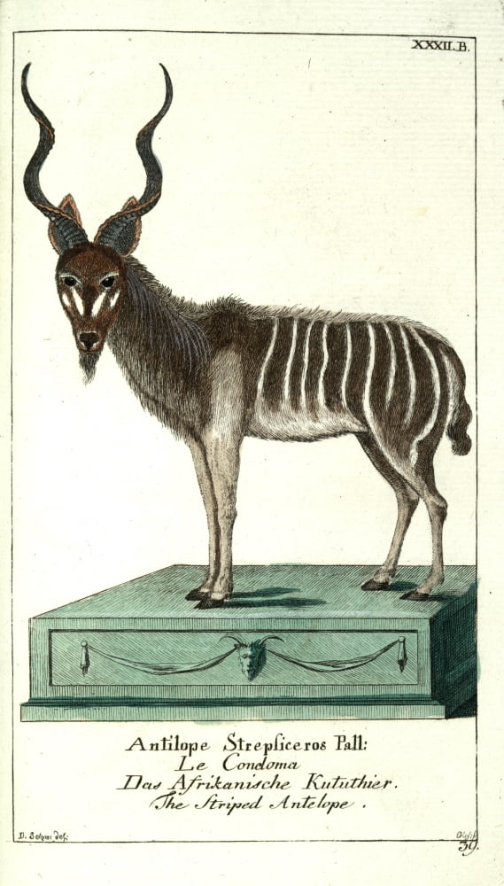 Naturgeschichte des Thierreichs 1780 Striped Antelope Canvas Art - Daniel Sotzmann (24 x 36)