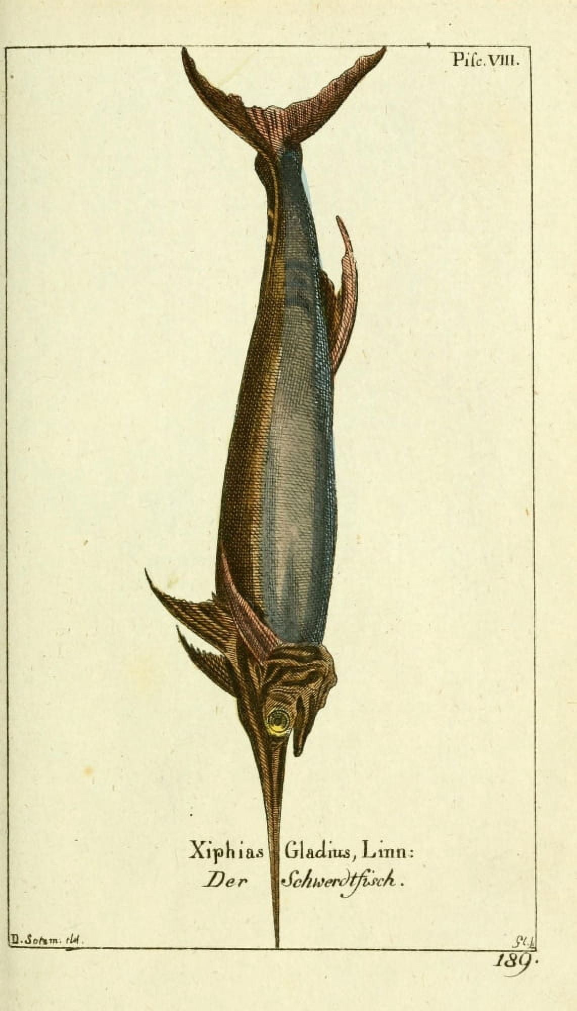 Naturgeschichte des Thierreichs 1780 Swordfish Canvas Art - Daniel Sotzmann (24 x 36)