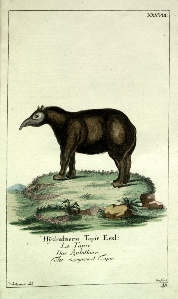 Naturgeschichte des Thierreichs 1780 Tapir Canvas Art - Daniel Sotzmann (18 x 24)