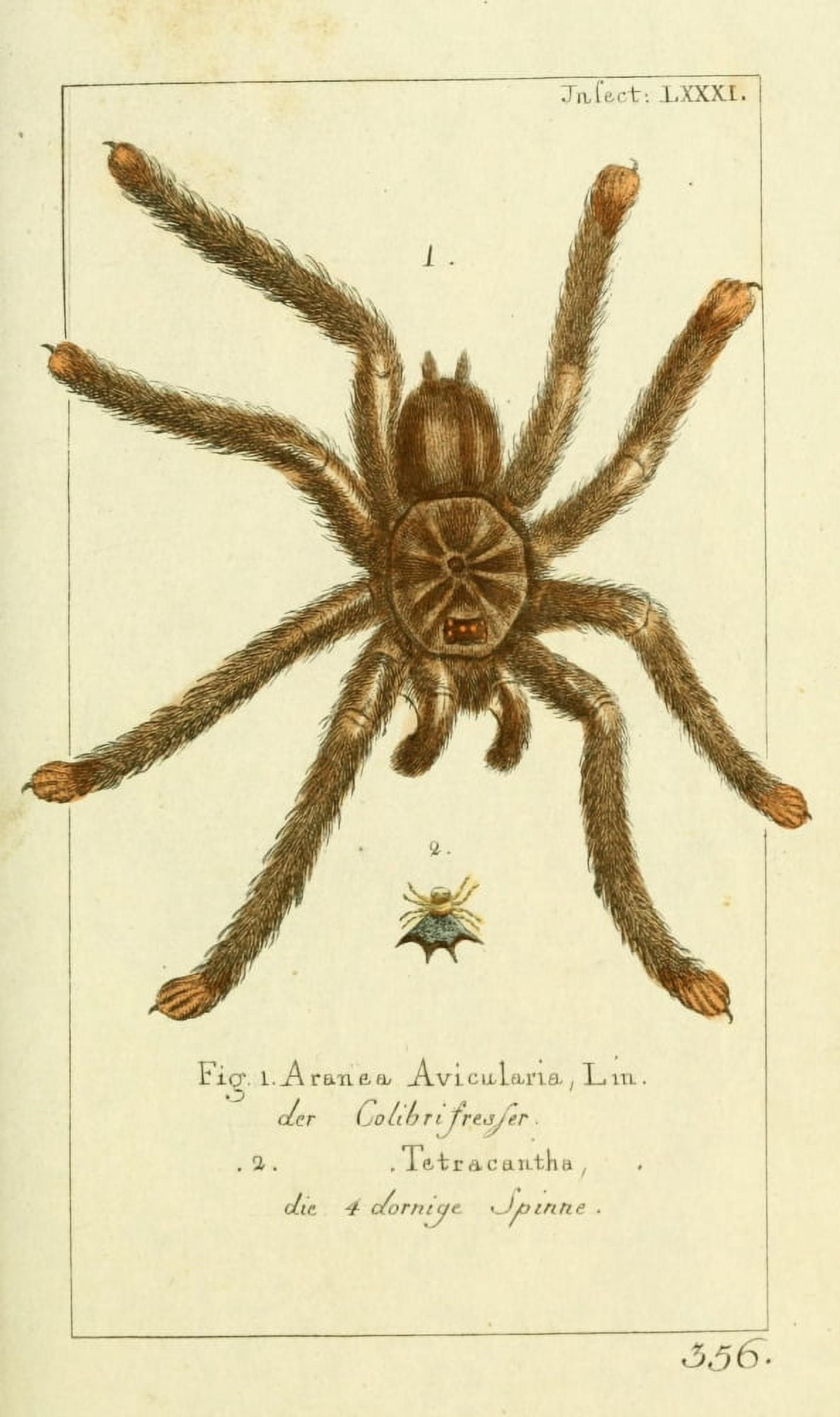 Naturgeschichte des Thierreichs 1780 Tarantula Canvas Art - Daniel Sotzmann (18 x 24)