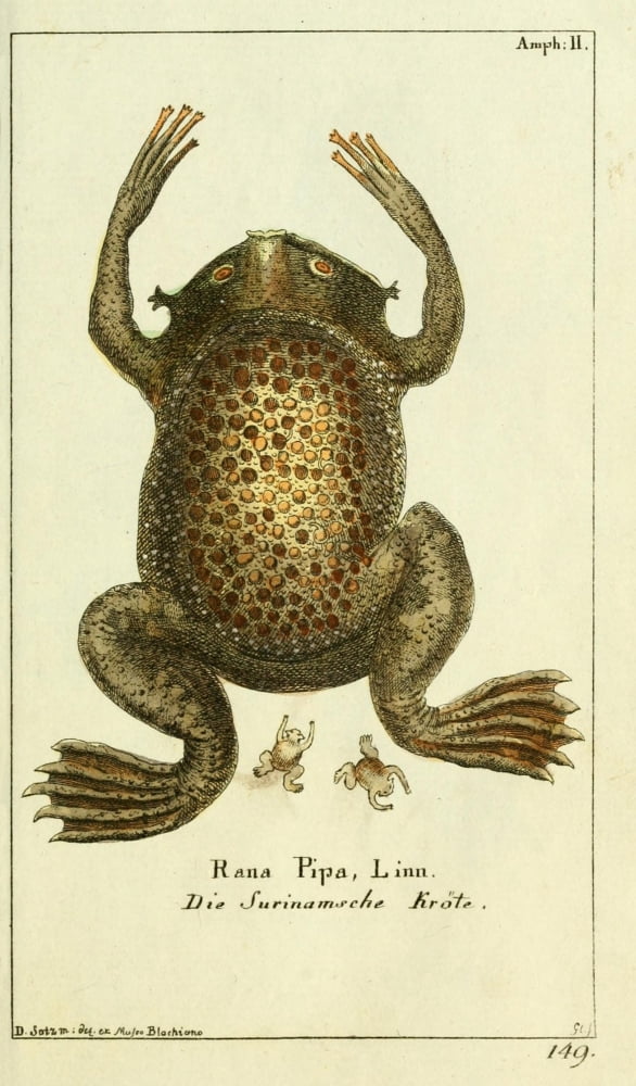 Naturgeschichte des Thierreichs 1780 Toad Canvas Art - Daniel Sotzmann (18 x 24)