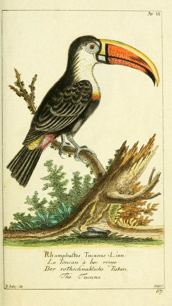 Naturgeschichte des Thierreichs 1780 Toucan Canvas Art - Daniel Sotzmann (18 x 24)