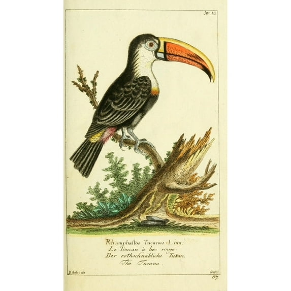 Naturgeschichte des Thierreichs 1780 Toucan Poster Print by Daniel Sotzmann