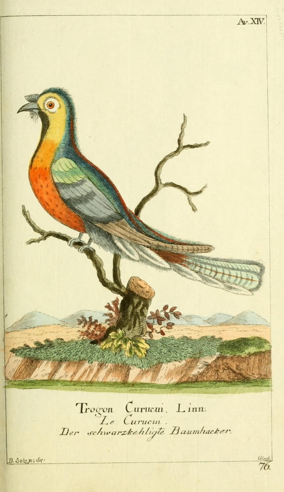 Naturgeschichte des Thierreichs 1780 Trogan Canvas Art - Daniel Sotzmann (24 x 36)