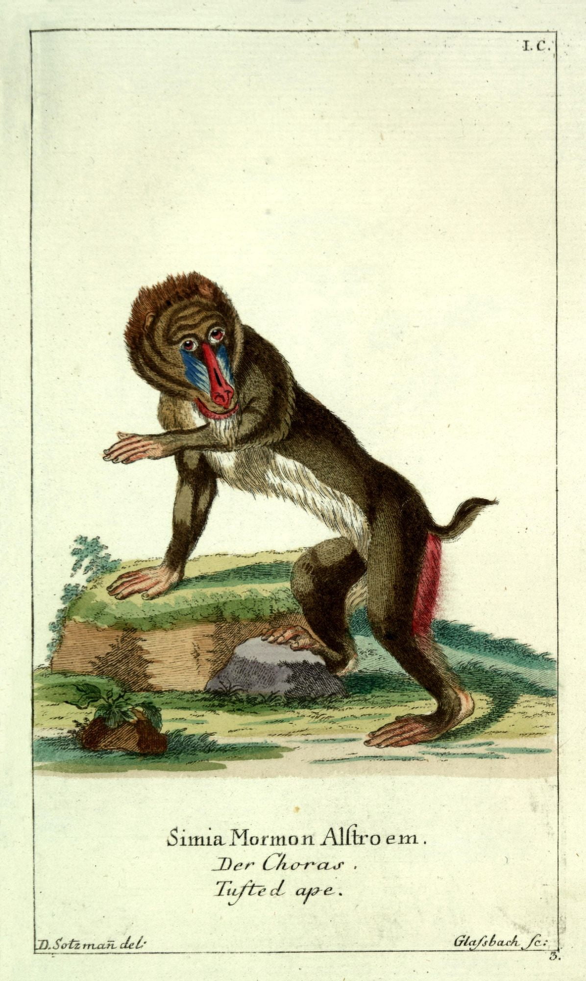 Naturgeschichte des Thierreichs 1780 Tufted Ape Canvas Art - Daniel Sotzmann (24 x 36)