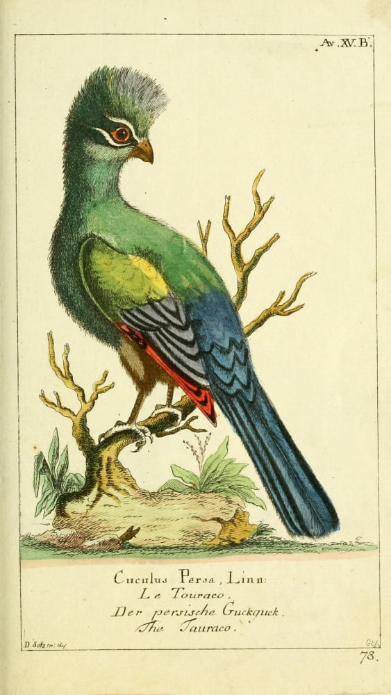 Naturgeschichte des Thierreichs 1780 Turaco Canvas Art - Daniel Sotzmann (24 x 36)