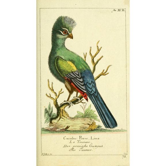 Naturgeschichte des Thierreichs 1780 Turaco Poster Print by  Daniel Sotzmann (24 x 36)