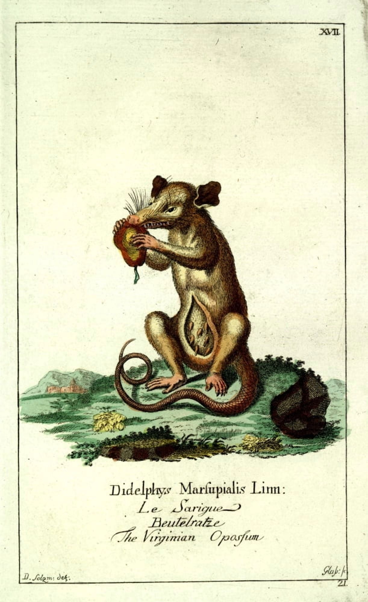 Naturgeschichte des Thierreichs 1780 Virginian Opossum Canvas Art - Daniel Sotzmann (18 x 24)