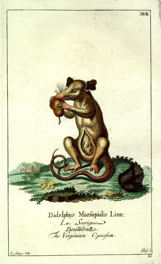 Naturgeschichte des Thierreichs 1780 Virginian Opossum Canvas Art - Daniel Sotzmann (24 x 36)