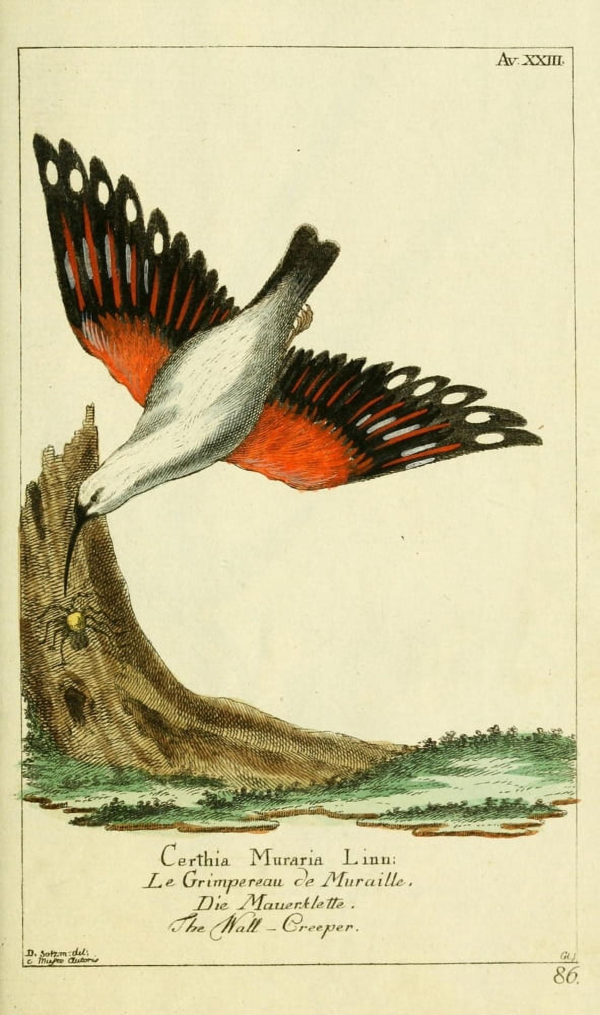 Naturgeschichte des Thierreichs 1780 Wallcreeper Canvas Art - Daniel Sotzmann (18 x 24)