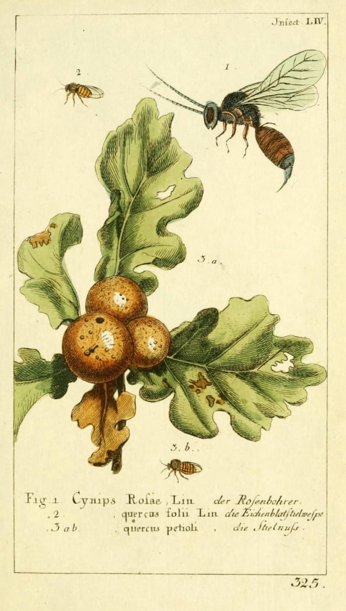 Naturgeschichte des Thierreichs 1780 Wasp Canvas Art - Daniel Sotzmann (24 x 36)