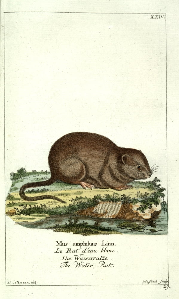 Naturgeschichte des Thierreichs 1780 Water Rat Canvas Art - Daniel Sotzmann (18 x 24)