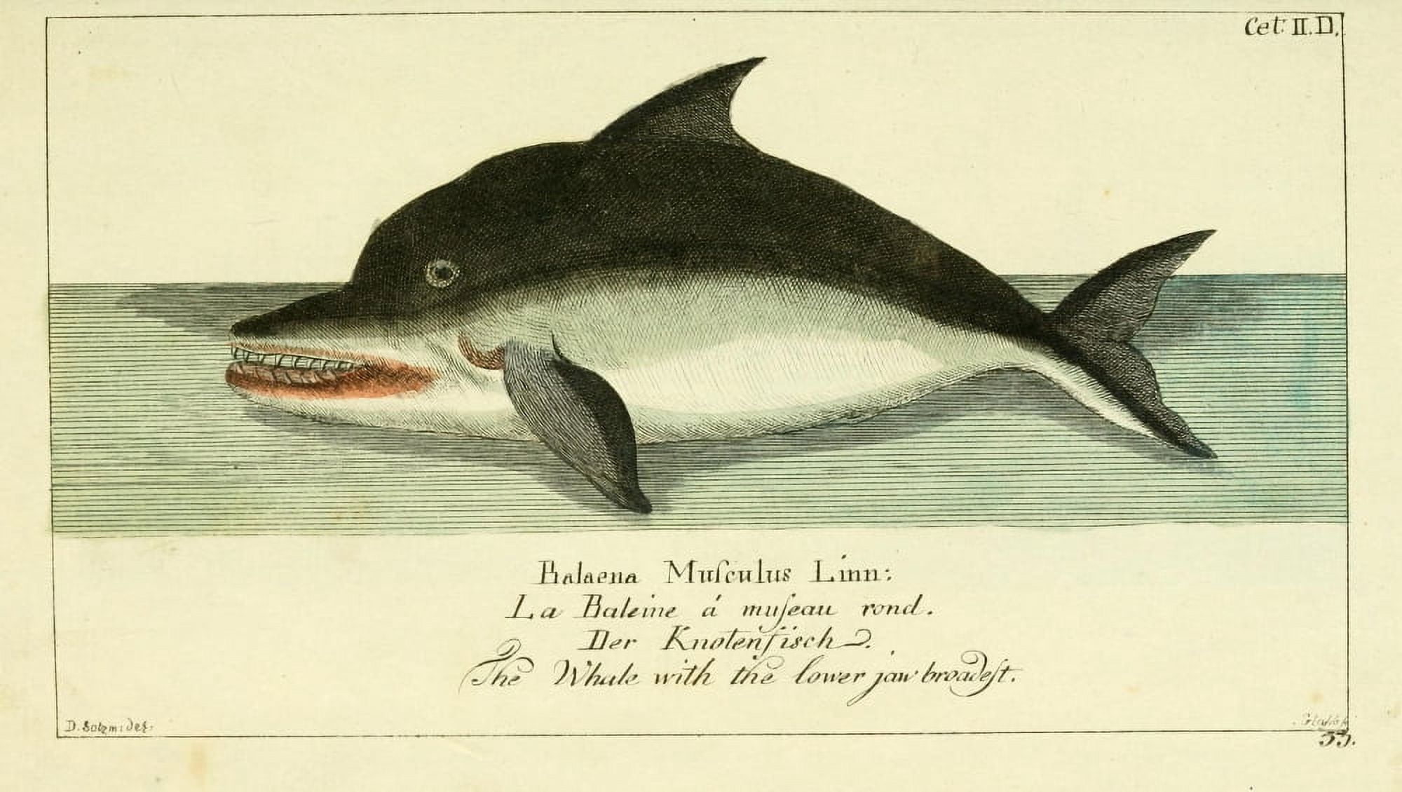Naturgeschichte des Thierreichs 1780 Whale with broad jaw Canvas Art - Daniel Sotzmann (24 x 36)