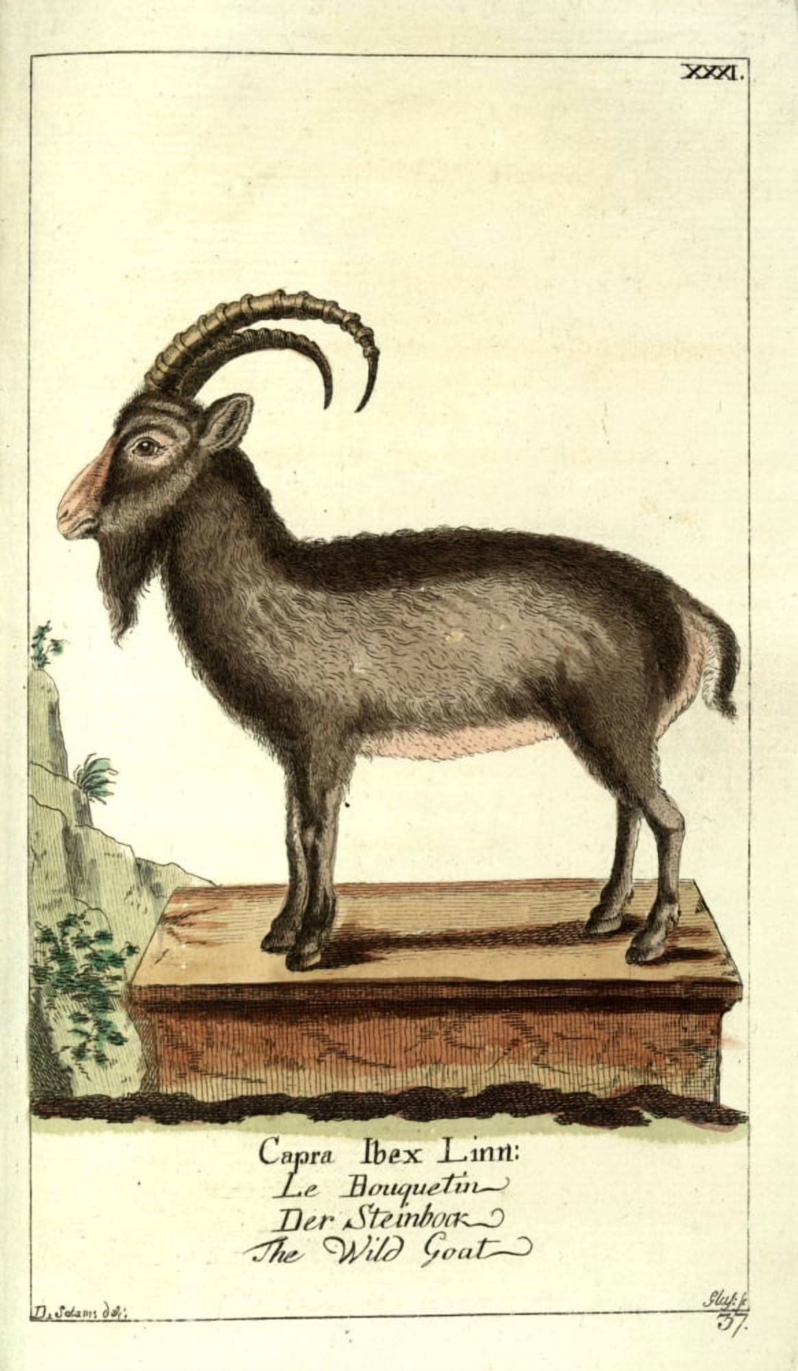 Naturgeschichte des Thierreichs 1780 Wild Goat Canvas Art - Daniel Sotzmann (18 x 24)