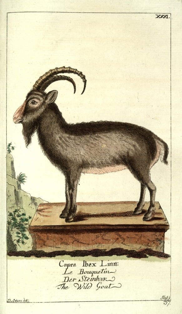 Naturgeschichte des Thierreichs 1780 Wild Goat Canvas Art - Daniel Sotzmann (24 x 36)
