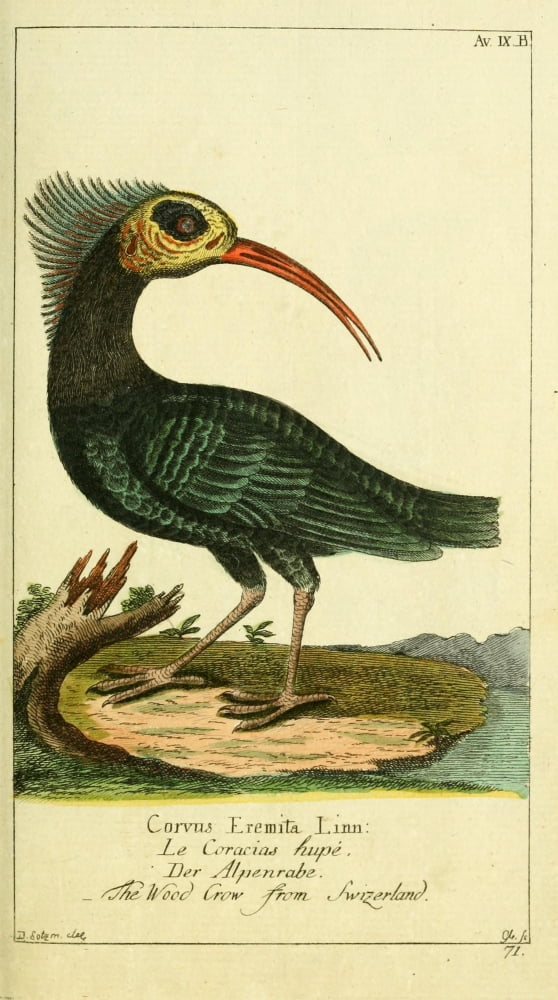 Naturgeschichte des Thierreichs 1780 Wood Crow from Switzerland Canvas Art - Daniel Sotzmann (18 x 24)