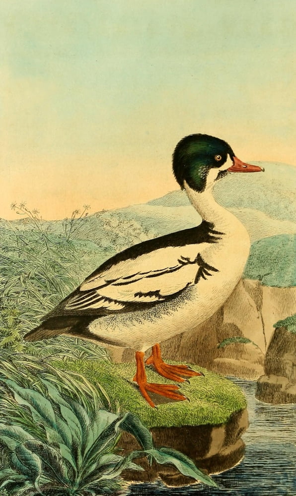 Naumann 1844 Smew Canvas Art - Friedrich Naumann (18 x 24)