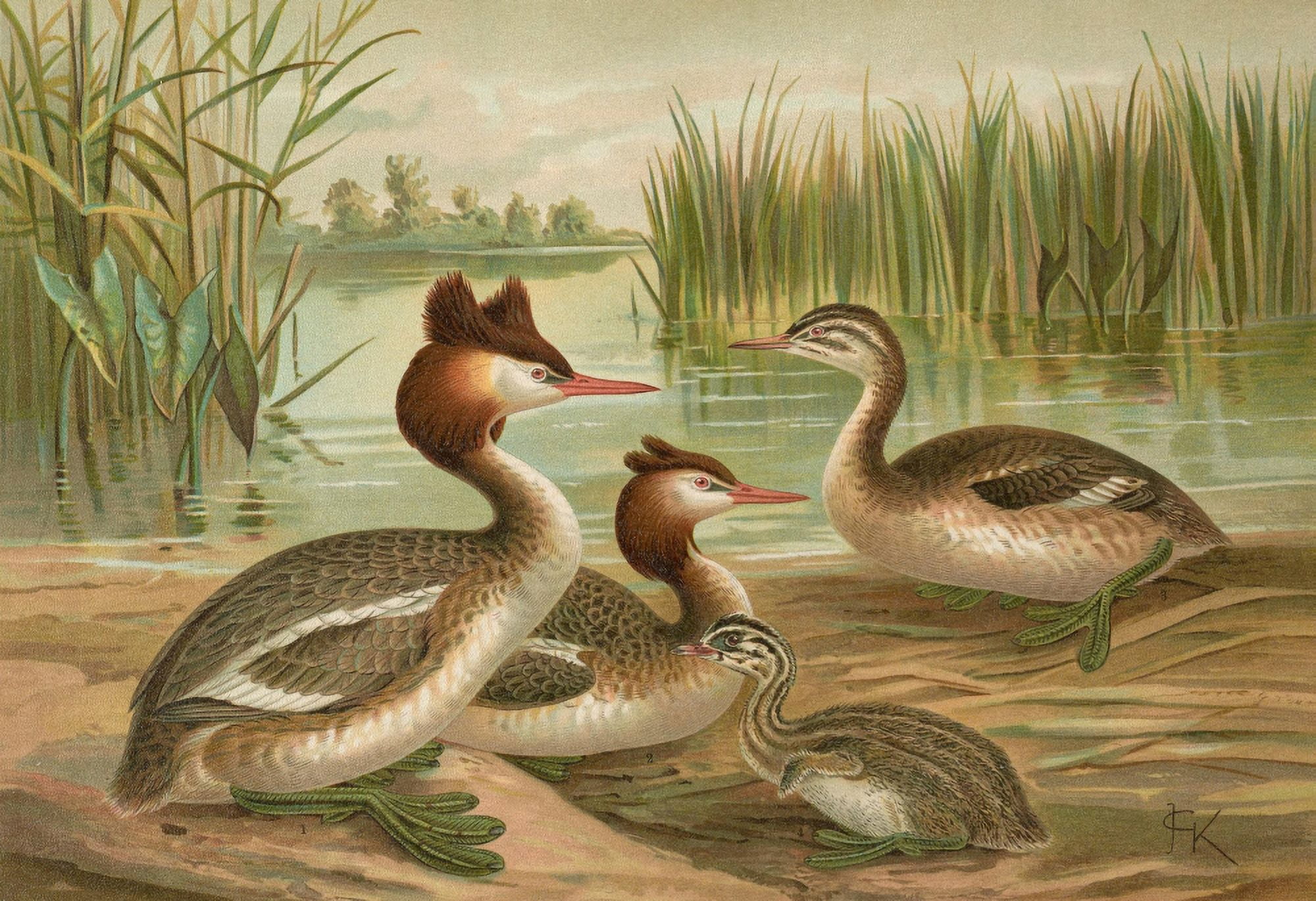 Naumann 1897 Canvas Art - John G Keulemans (24 x 36)