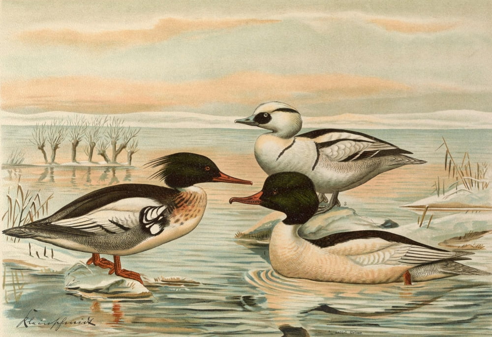 Naumann 1897 Common Merganser Canvas Art - John G Keulemans (18 x 24)