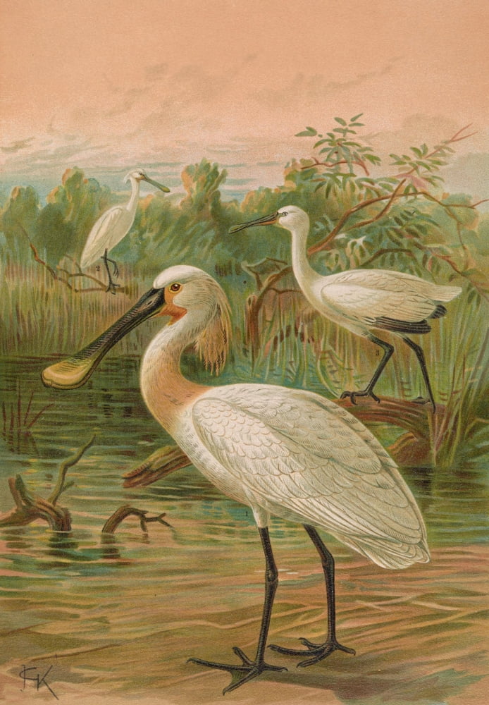 Naumann 1897 Eurasion Spoonbill Canvas Art - JG Keulemans (18 x 24)