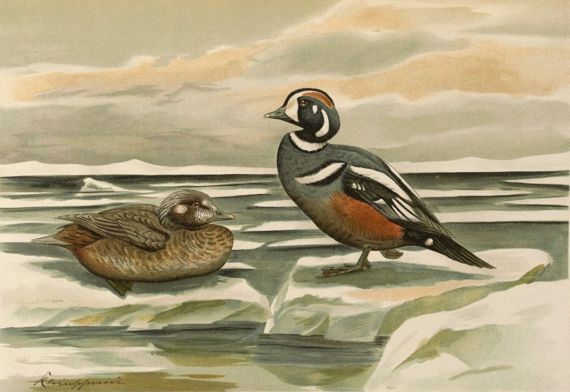 Naumann 1897 Harlequin Duck Canvas Art - John G Keulemans (24 x 36)