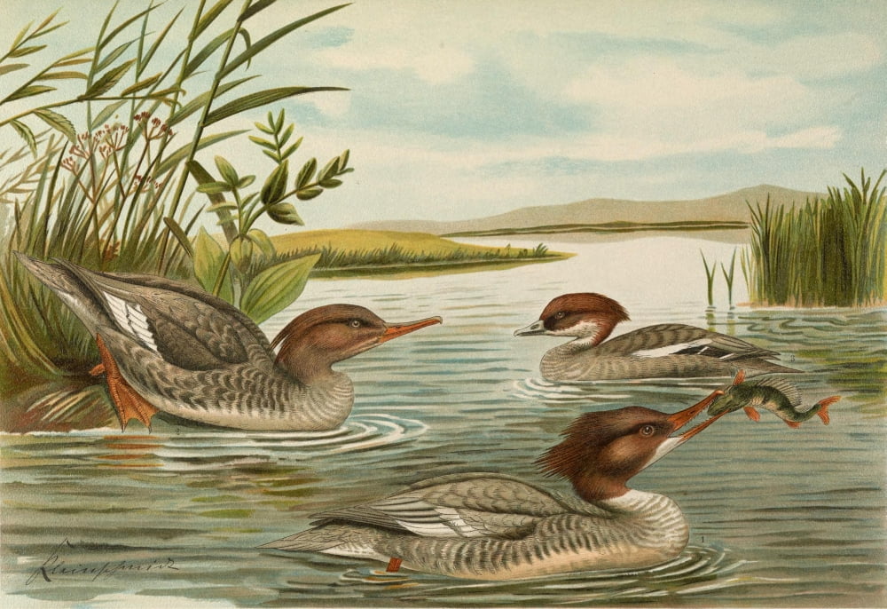 Naumann 1897 Merganser 1 Canvas Art - John G Keulemans (18 x 24)
