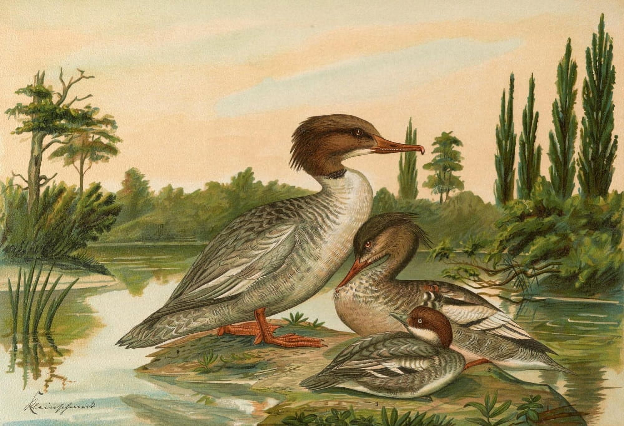 Naumann 1897 Merganser 2 Canvas Art - John G Keulemans (18 x 24)