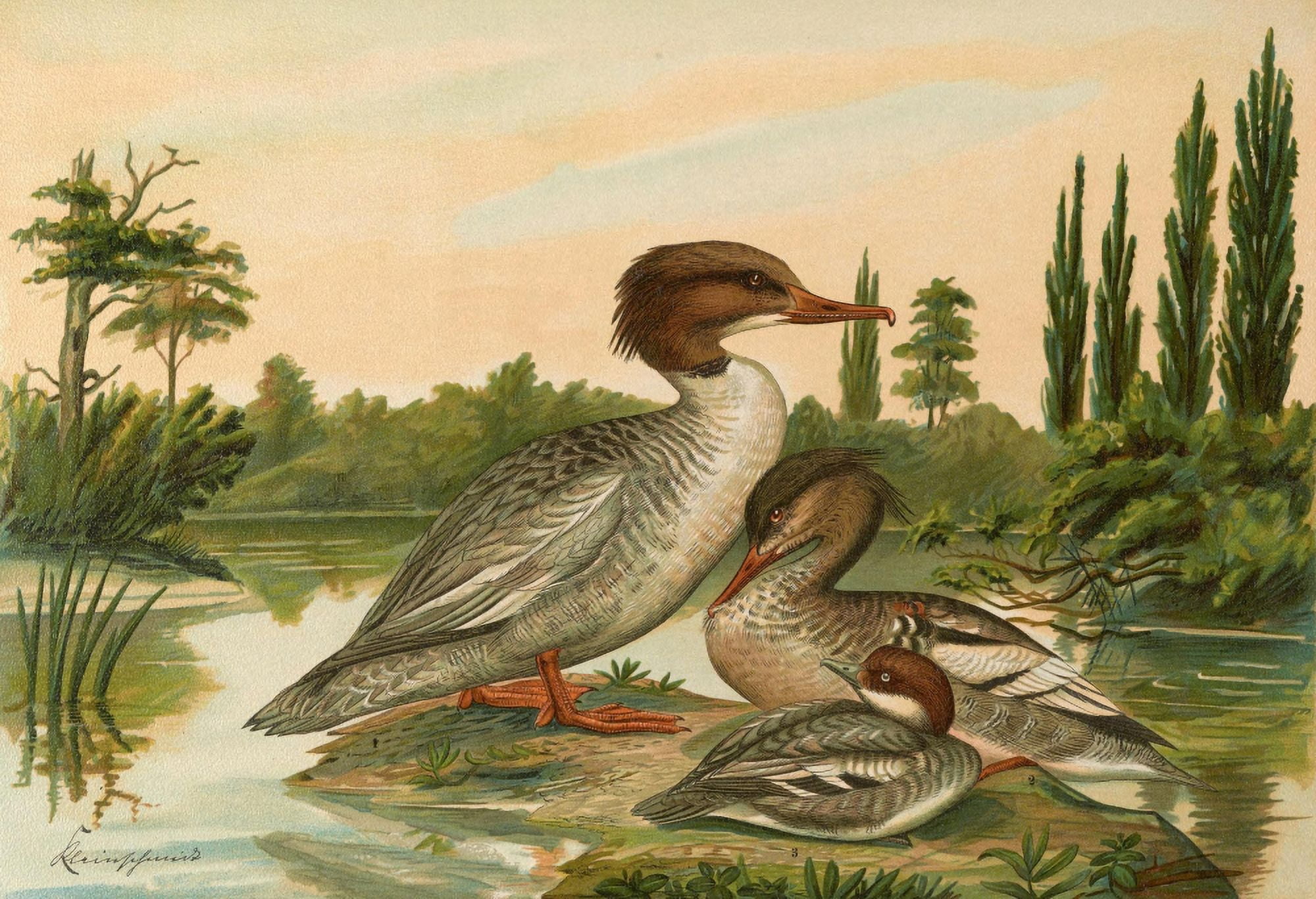 Naumann 1897 Merganser 2 Canvas Art - John G Keulemans (24 x 36)