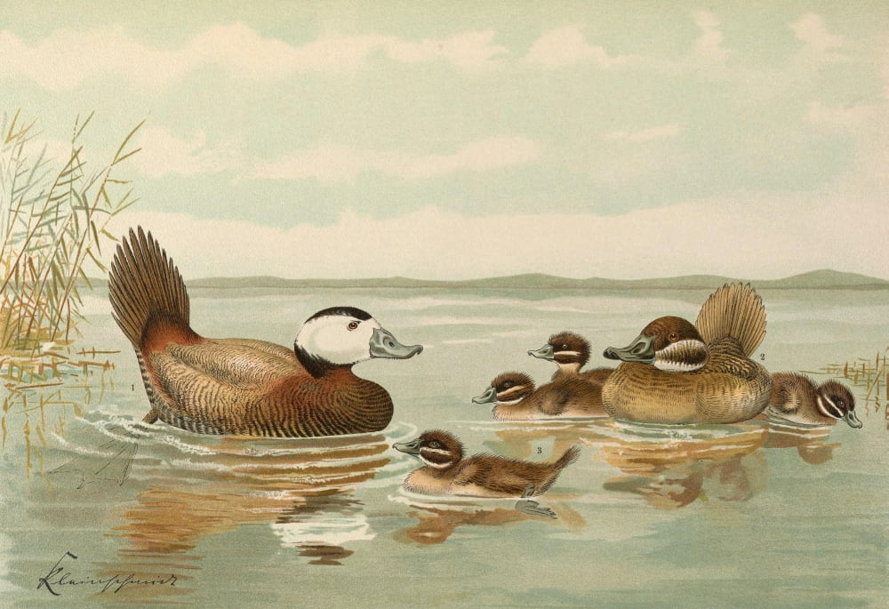 Naumann 1897 White-headed Duck Canvas Art - John G Keulemans (18 x 24)