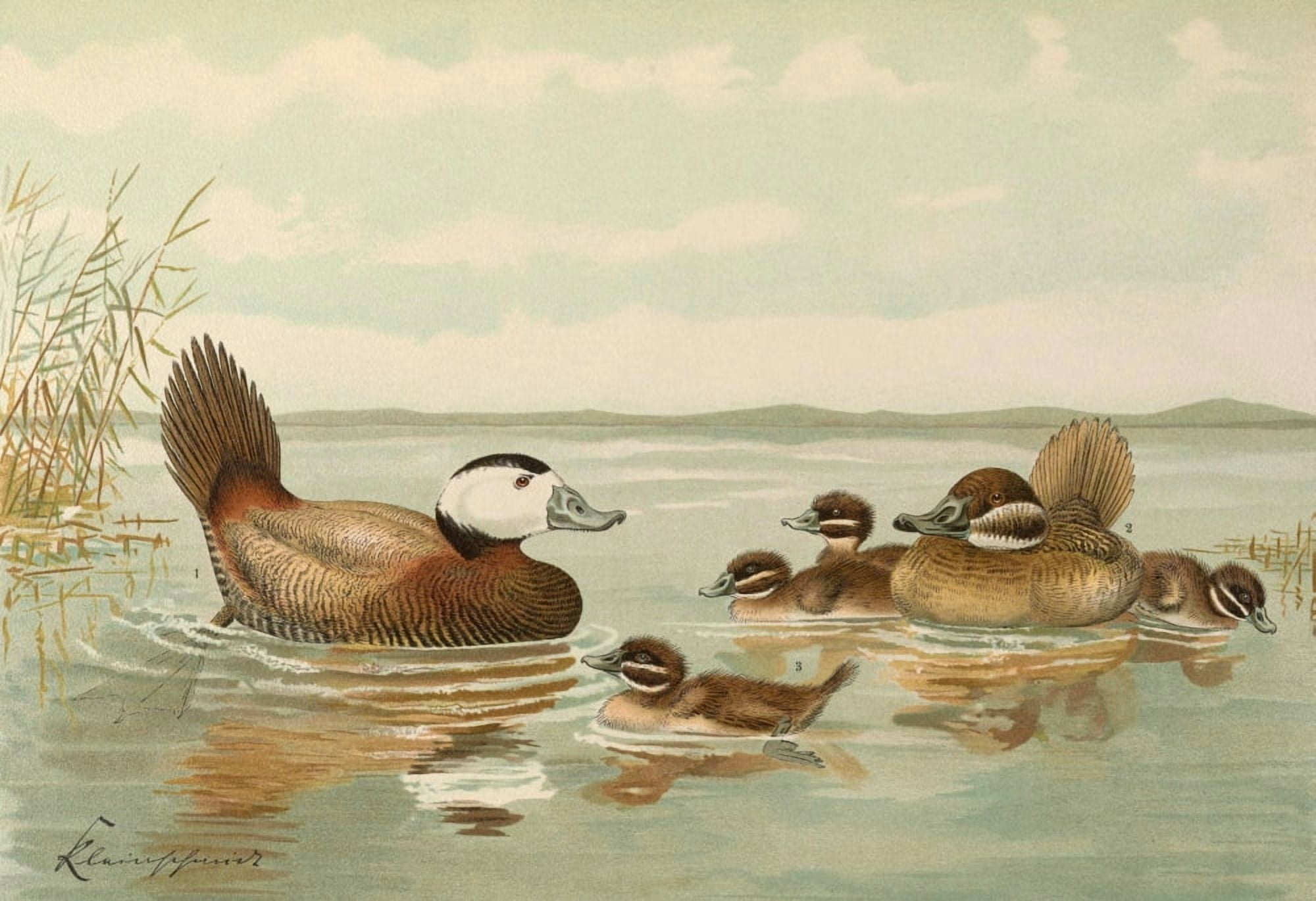 Naumann 1897 White-headed Duck Canvas Art - John G Keulemans (24 x 36)