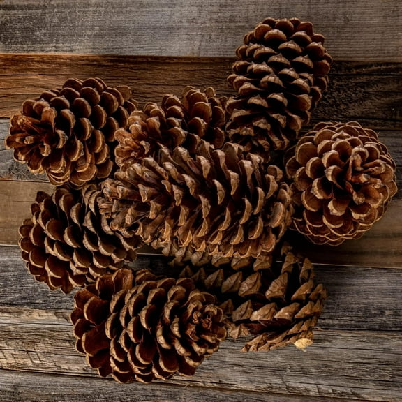Nautical Crush Trading Cinnamon Pine Cones Scented - 100 Pieces Large 3-5 inches - Cinnamon Pinecones Decor - Rustic Christmas Decor - Pinecones - Pine Cone Ornaments - Pinecones for Crafts