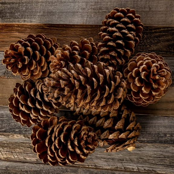 Cinnamon Pine Cones Scented - 8 Pieces Large 3-5 inches - Cinnamon Pinecones Decor - Rustic Christmas Decor - Pinecones - Pine Cone Ornaments - Pinecones for Crafts